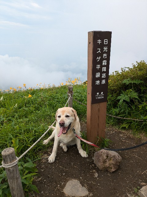 f:id:hanawantan:20240707192237j:image