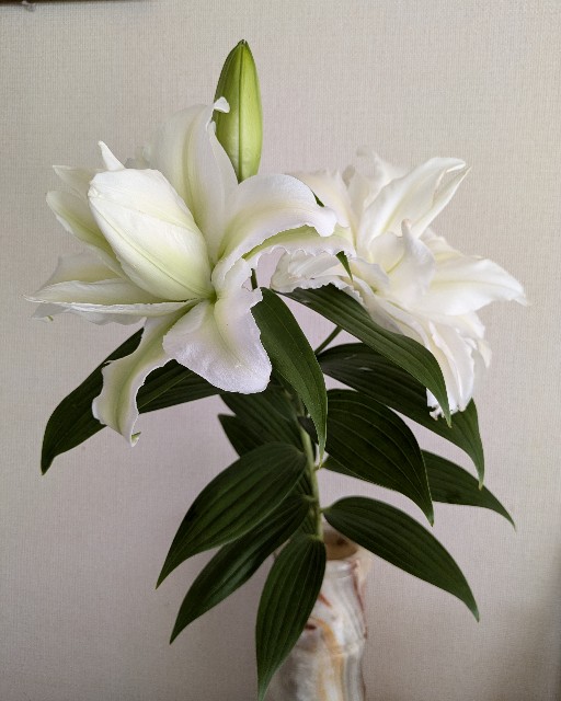 f:id:hanawantan:20240714153511j:image