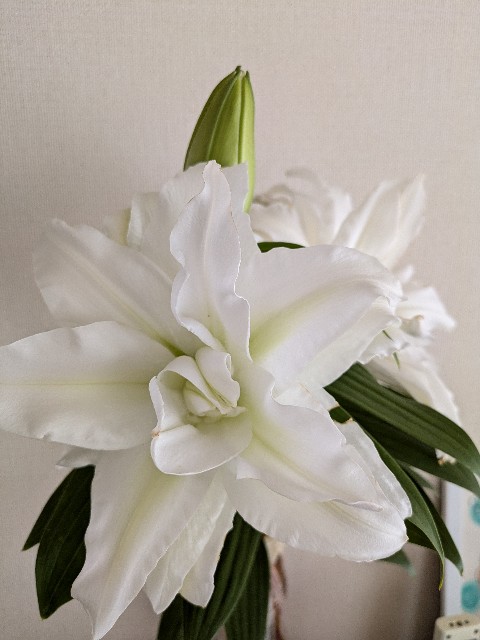 f:id:hanawantan:20240714153604j:image