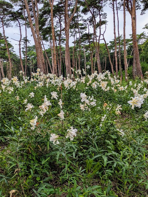 f:id:hanawantan:20240715211742j:image