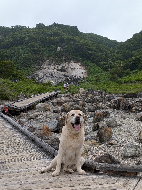 f:id:hanawantan:20240726194140j:image