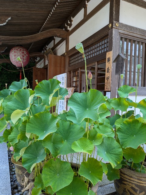 f:id:hanawantan:20240730220334j:image