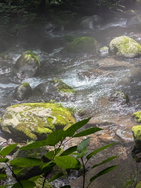 f:id:hanawantan:20240812204654j:image