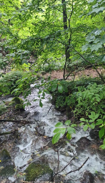 f:id:hanawantan:20240812222327j:image