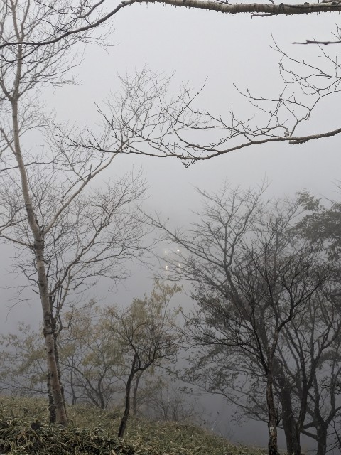 f:id:hanawantan:20241107074802j:image