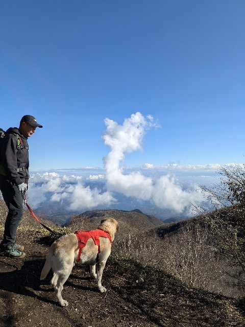 f:id:hanawantan:20241128123501j:image