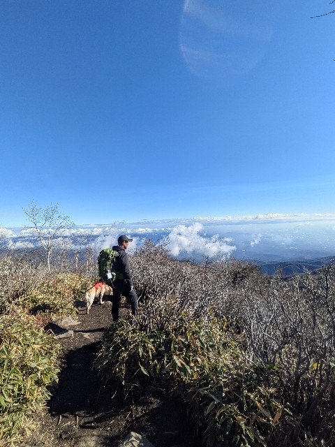 f:id:hanawantan:20241128182322j:image