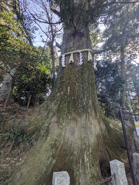 f:id:hanawantan:20250202091419j:image