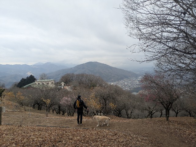 f:id:hanawantan:20250206192918j:image