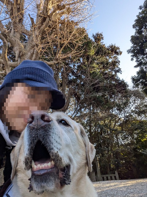 f:id:hanawantan:20250307223010j:image