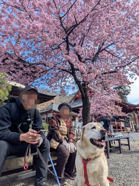 f:id:hanawantan:20250319183603j:image