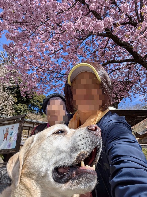 f:id:hanawantan:20250319184118j:image