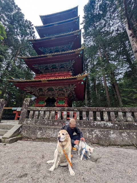 f:id:hanawantan:20250531115953j:image