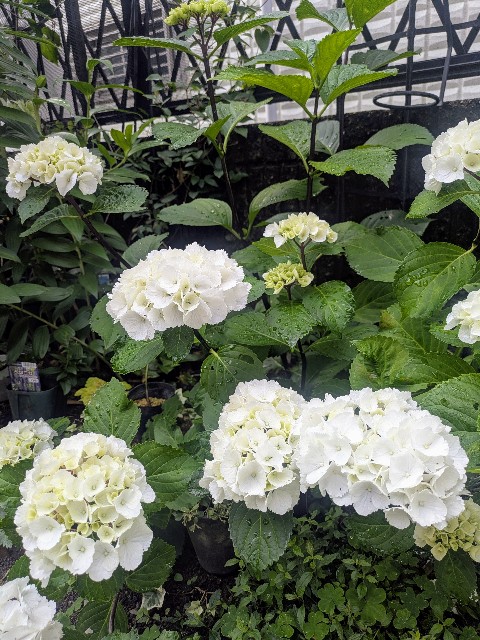 f:id:hanawantan:20250703103254j:image