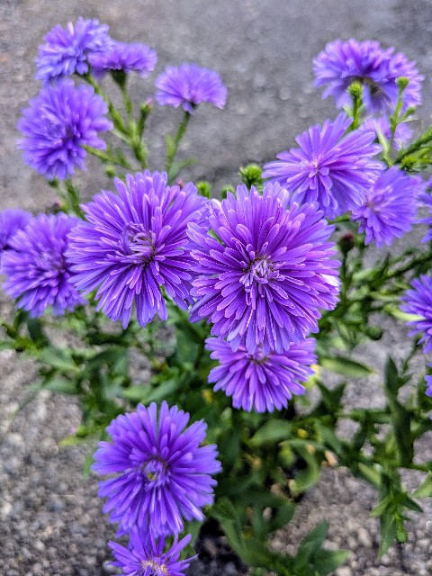 f:id:hanawantan:20251018185624j:image