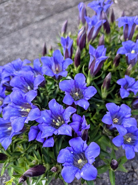 f:id:hanawantan:20251018185910j:image
