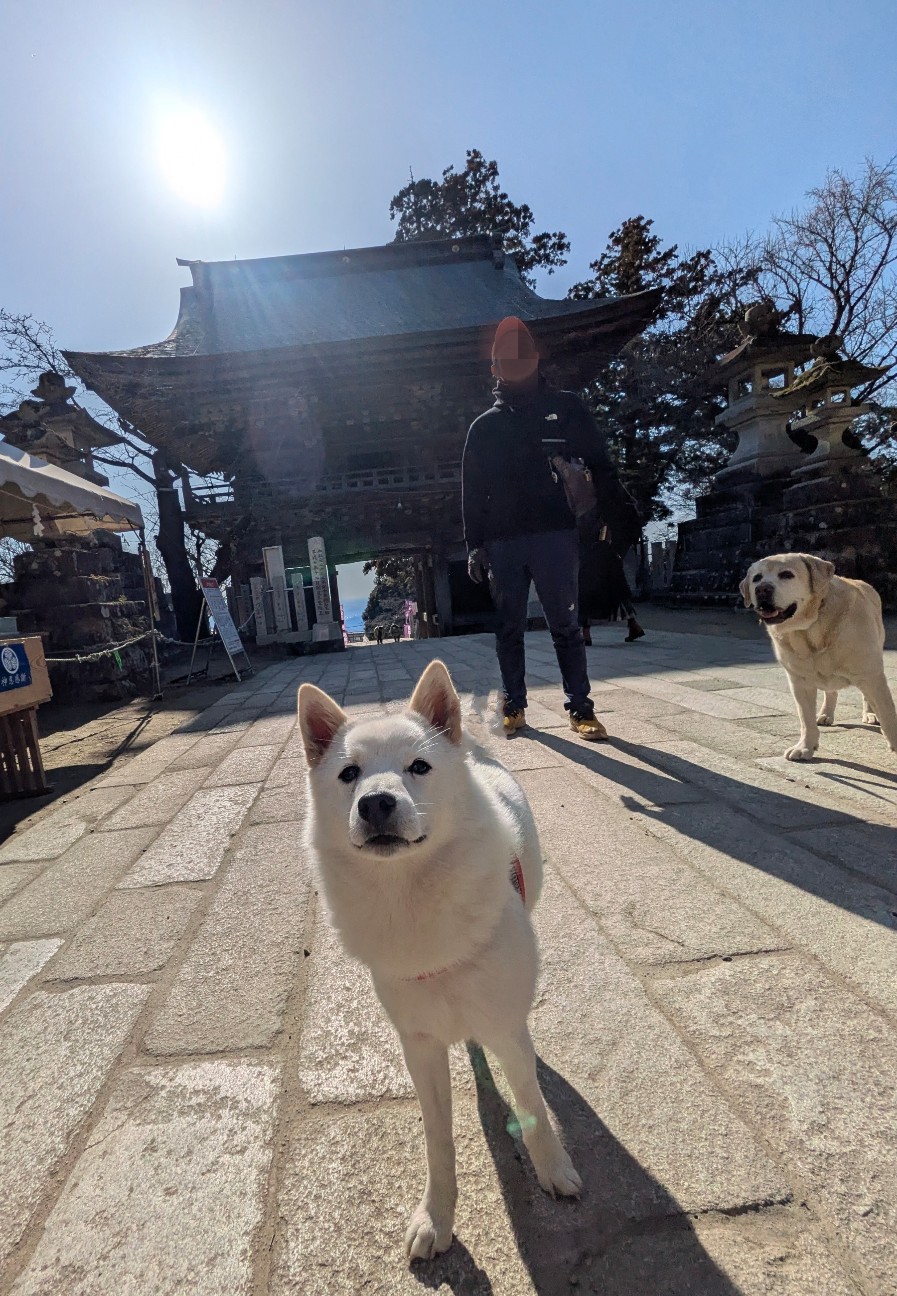 f:id:hanawantan:20260211212101j:image