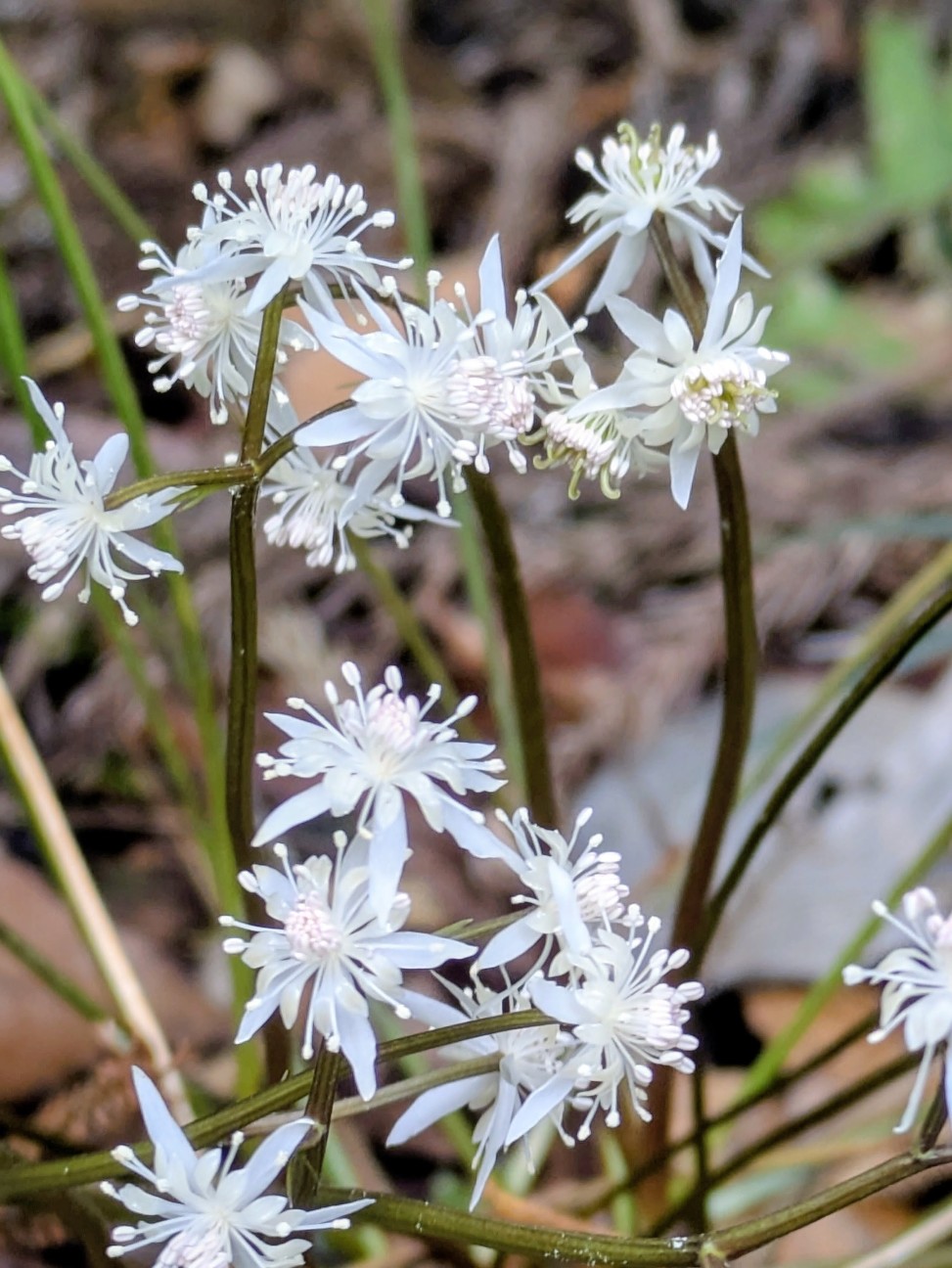 f:id:hanawantan:20260314094405j:image