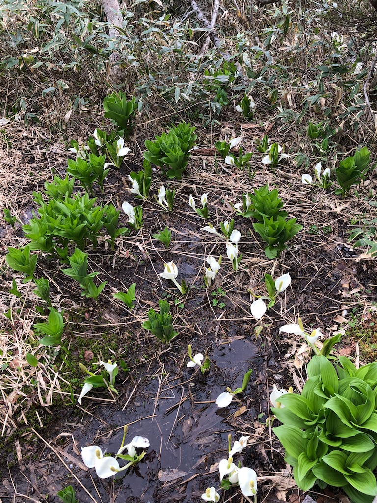 f:id:hanaxoxo:20210607202847j:image