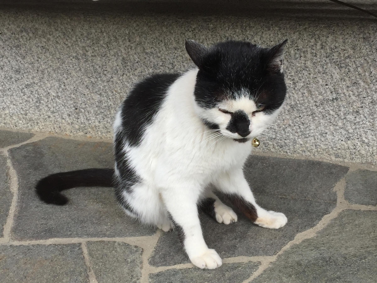 f:id:hanayamatoro:20200628154249j:plain f:id:hanayamatoro:20200628154249j:plain