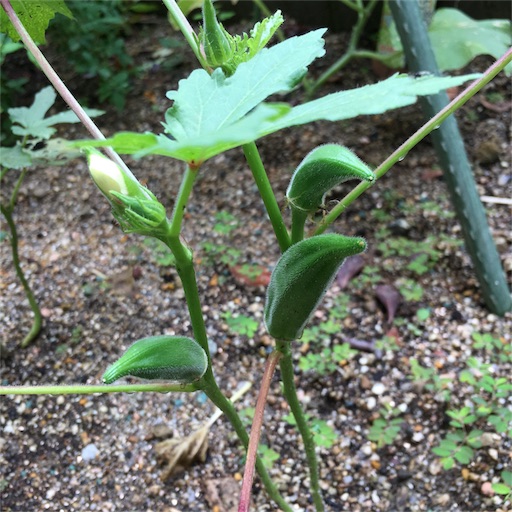 f:id:hanayasu:20170625090241j:image