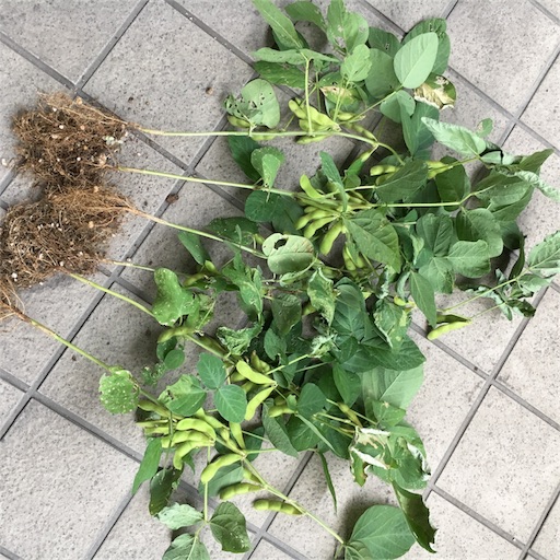 f:id:hanayasu:20170725235452j:image