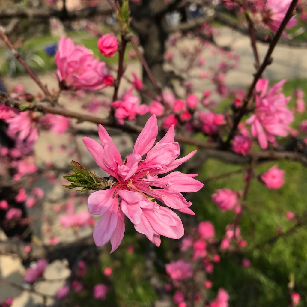 f:id:hanayasu:20190407133112j:image