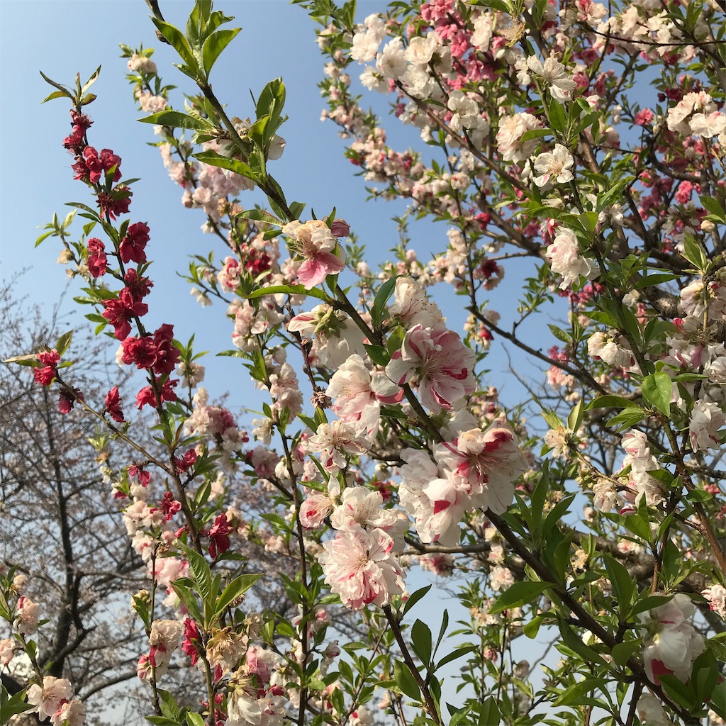 f:id:hanayasu:20190407133314j:image