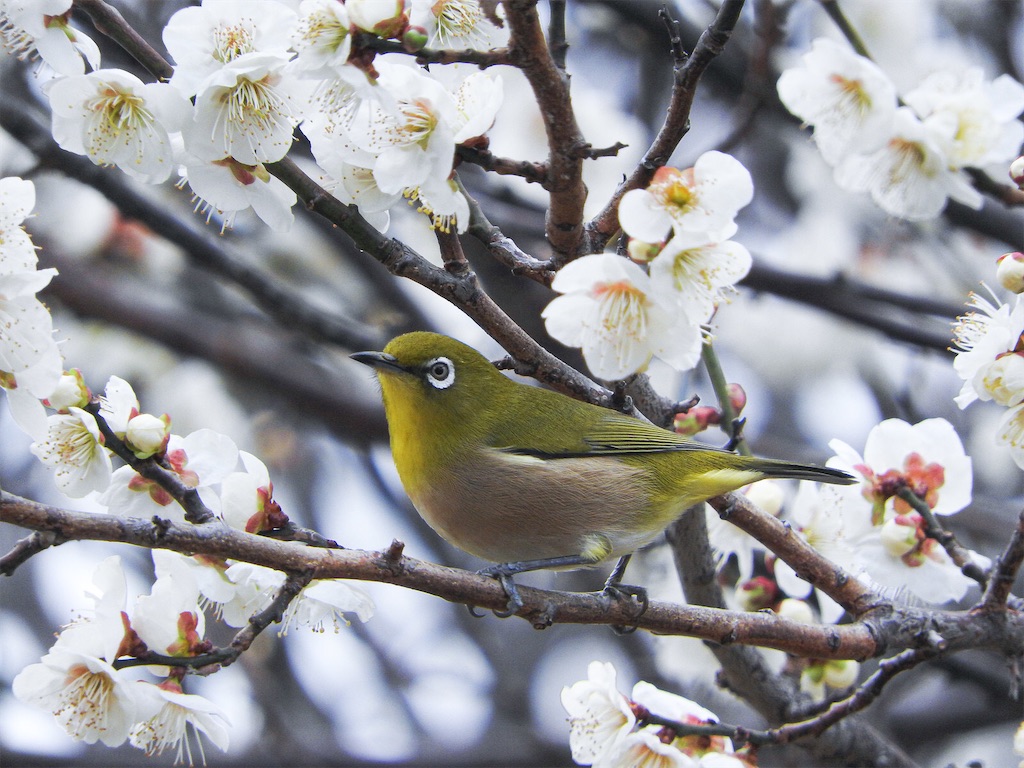f:id:hanayasu:20210301072859j:image f:id:hanayasu:20210301072859j:image