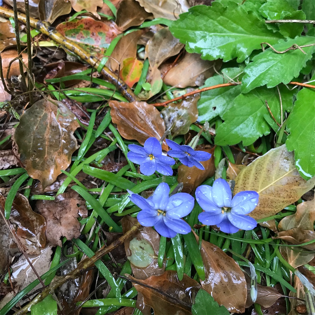 f:id:hanayasu:20210325114730j:image