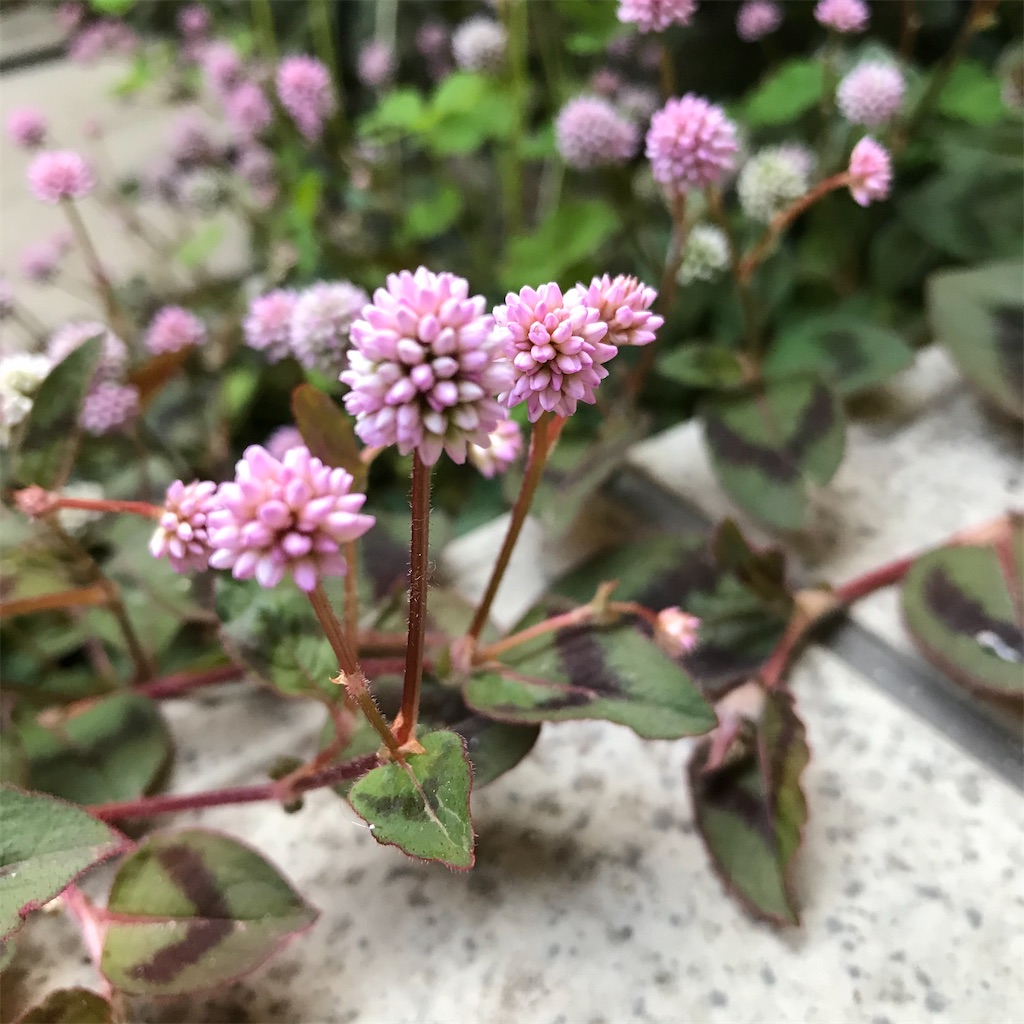 f:id:hanayasu:20210424064816j:image f:id:hanayasu:20210424064816j:image