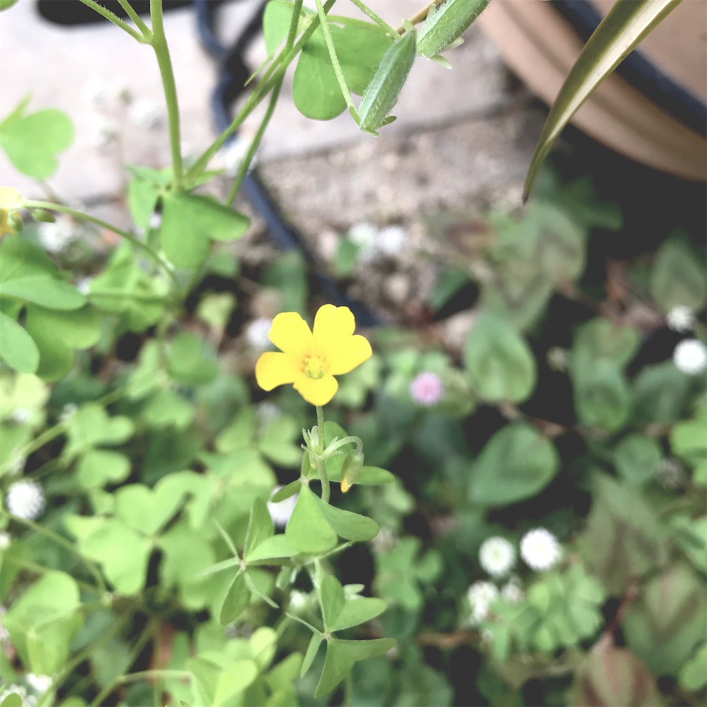 f:id:hanayasu:20210601060223p:image f:id:hanayasu:20210601060223p:image