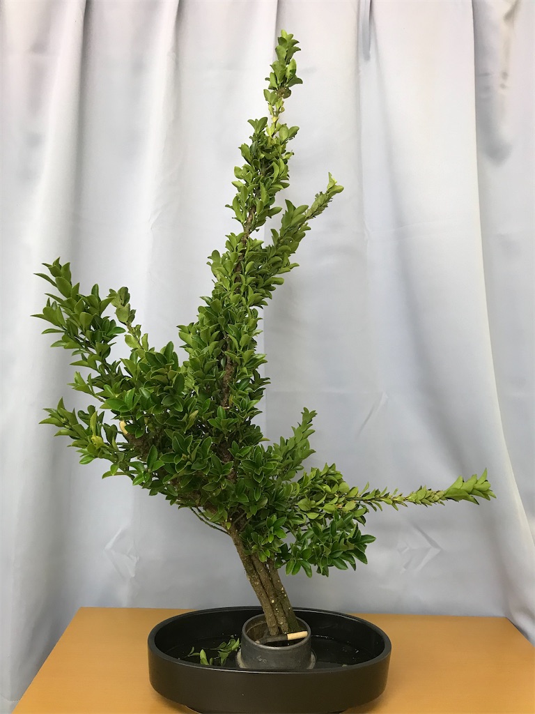 f:id:hanayasu:20211205192322j:image f:id:hanayasu:20211205192322j:image