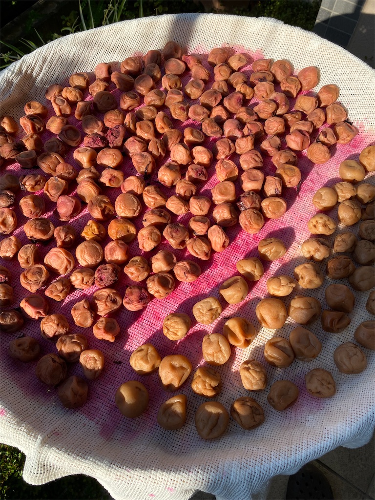 f:id:hanayasu:20240727082839j:image