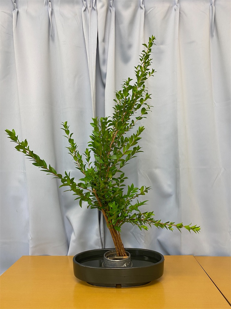 f:id:hanayasu:20241103114612j:image f:id:hanayasu:20241103114612j:image