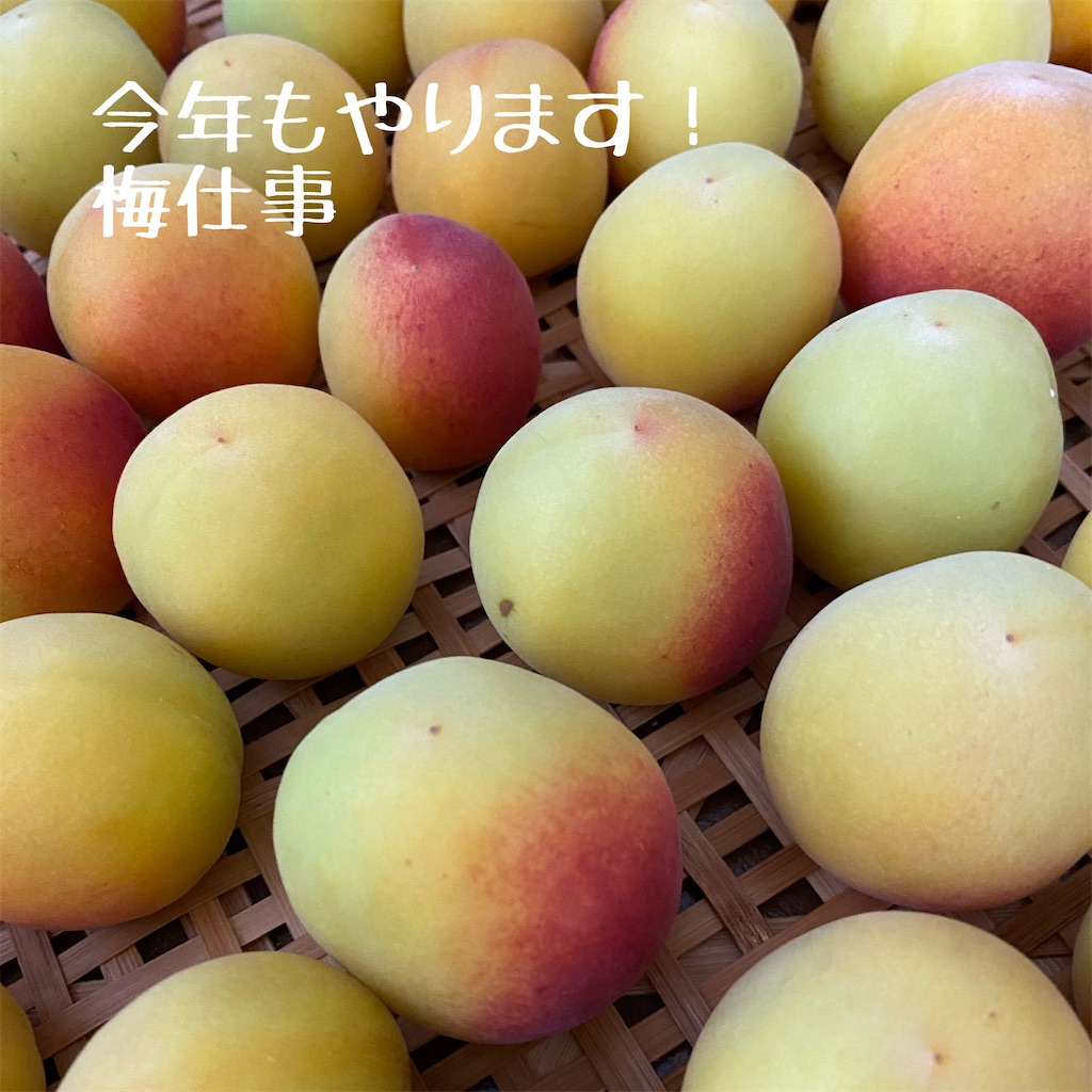 f:id:hanayasu:20260619072017j:image f:id:hanayasu:20260619072017j:image