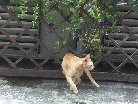 f:id:hanaykr:20180316132943j:plain