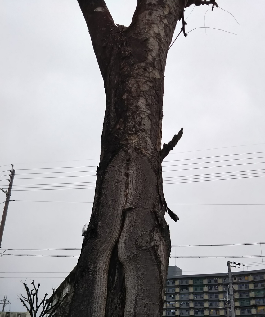 f:id:hanayoko2:20190209101511j:plain f:id:hanayoko2:20190209101511j:plain