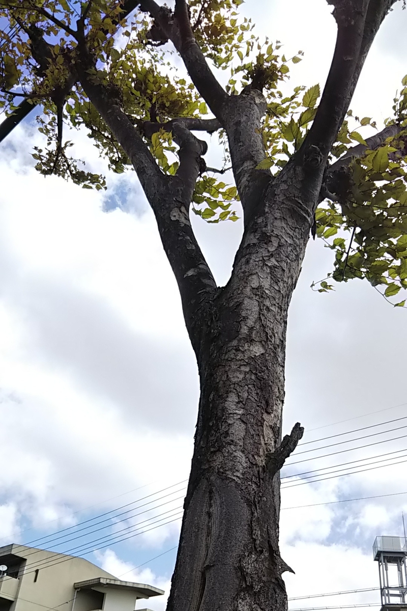 f:id:hanayoko2:20190427101619j:plain f:id:hanayoko2:20190427101619j:plain