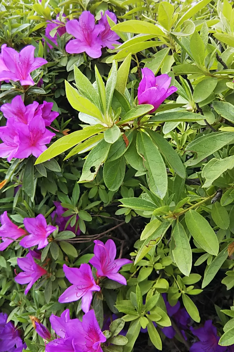 f:id:hanayoko2:20190427101635j:plain f:id:hanayoko2:20190427101635j:plain