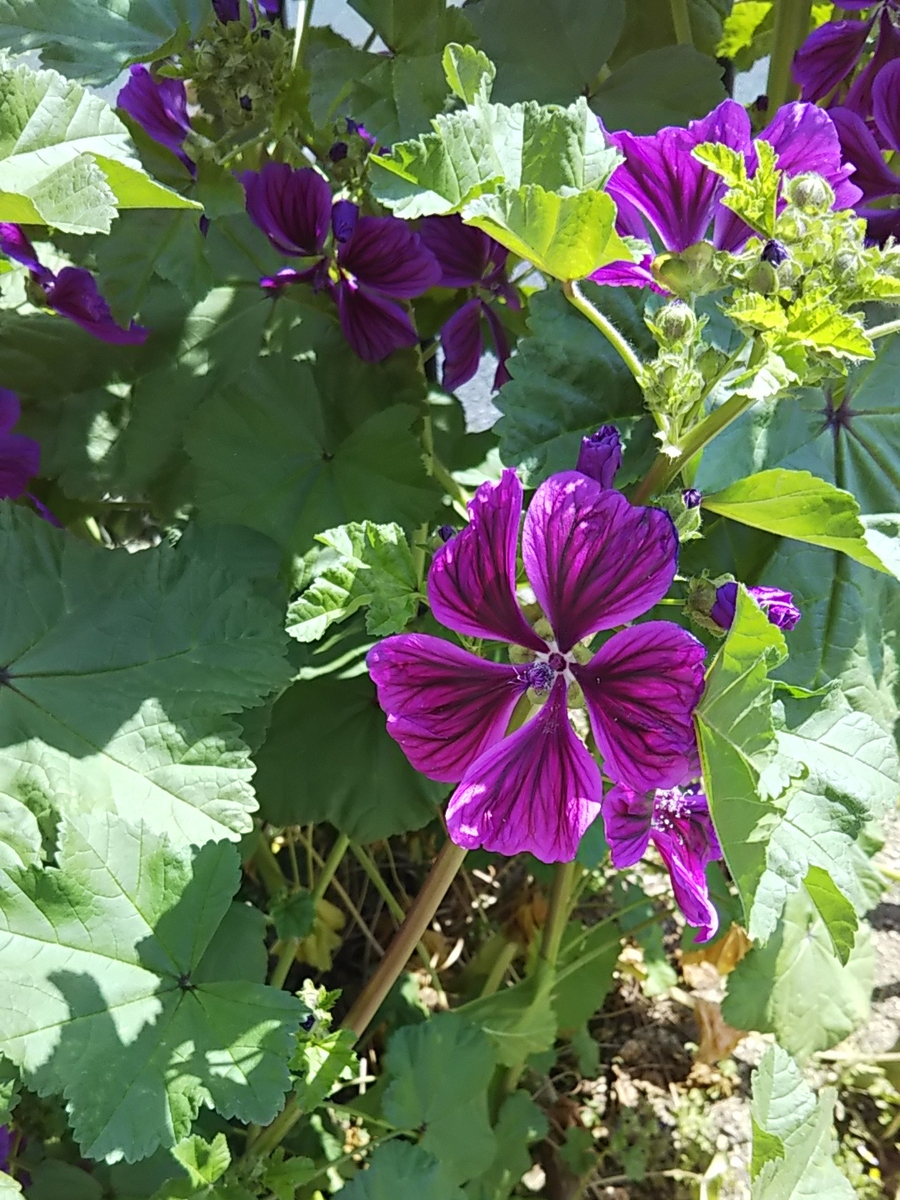 f:id:hanayoko2:20190504101257j:plain f:id:hanayoko2:20190504101257j:plain