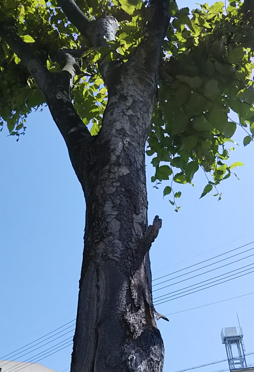 f:id:hanayoko2:20190504101605j:plain f:id:hanayoko2:20190504101605j:plain