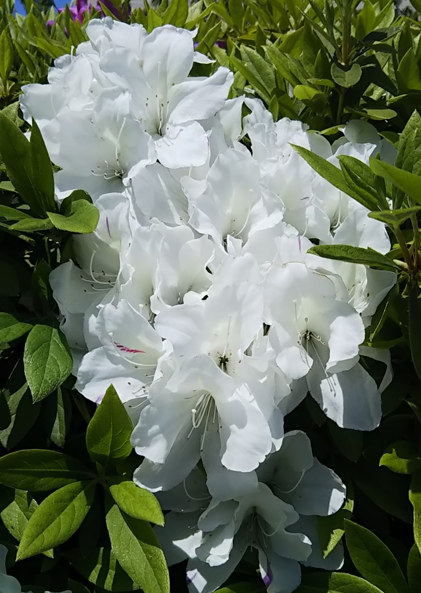 f:id:hanayoko2:20190504102248j:plain f:id:hanayoko2:20190504102248j:plain