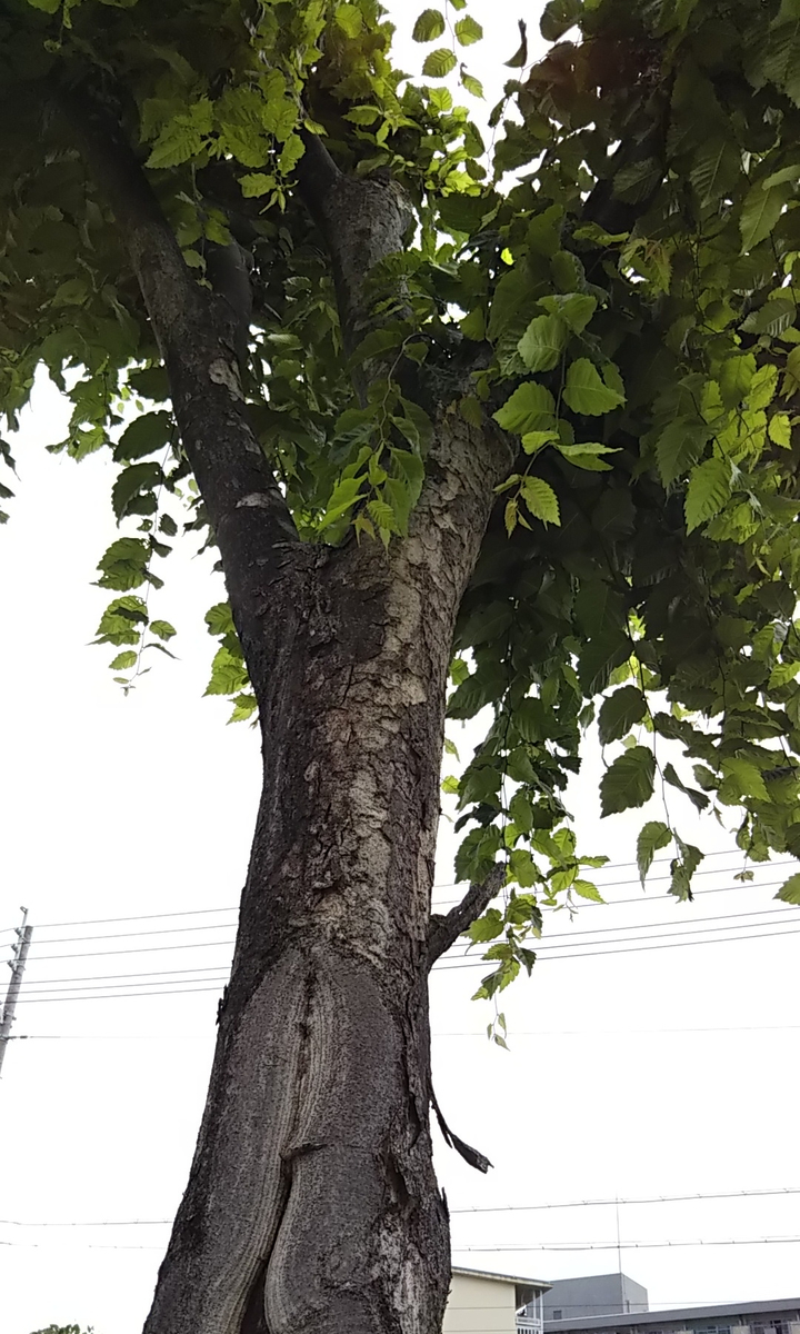 f:id:hanayoko2:20190518101233j:plain f:id:hanayoko2:20190518101233j:plain