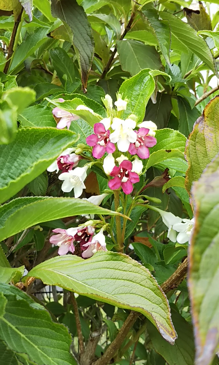 f:id:hanayoko2:20190518101513j:plain f:id:hanayoko2:20190518101513j:plain