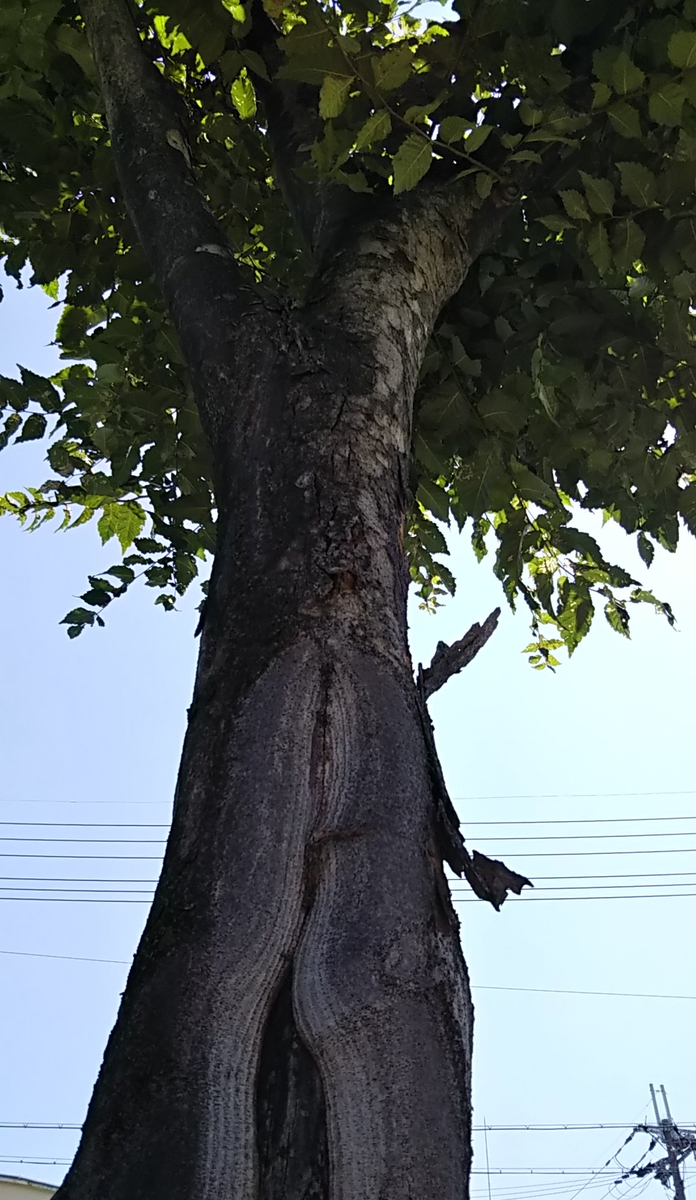 f:id:hanayoko2:20190810101349j:plain f:id:hanayoko2:20190810101349j:plain