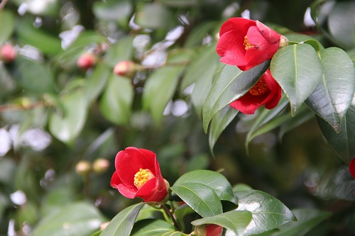 茶臼山(天王寺公園)の椿 - 花ごよみ