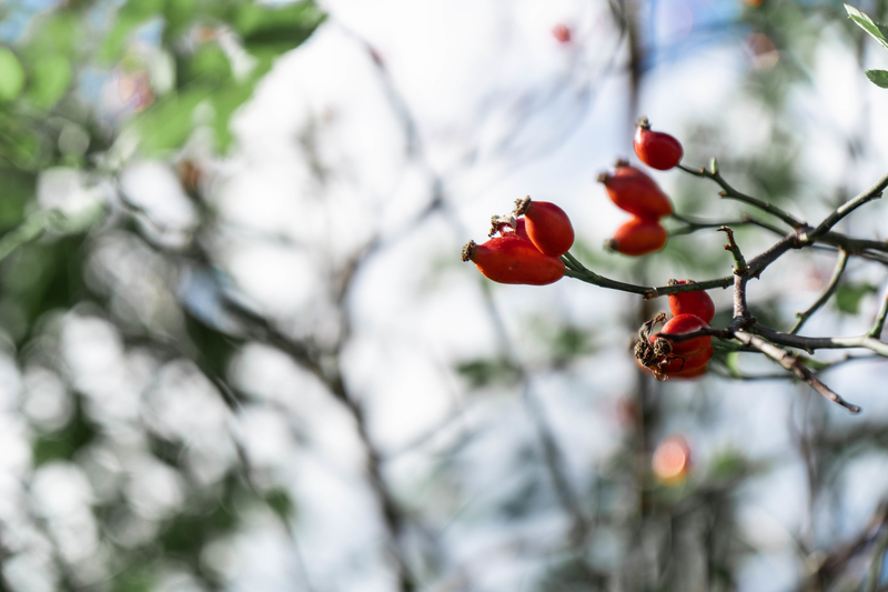 f:id:hanazoryo:20190105190640j:plain f:id:hanazoryo:20190105190640j:plain