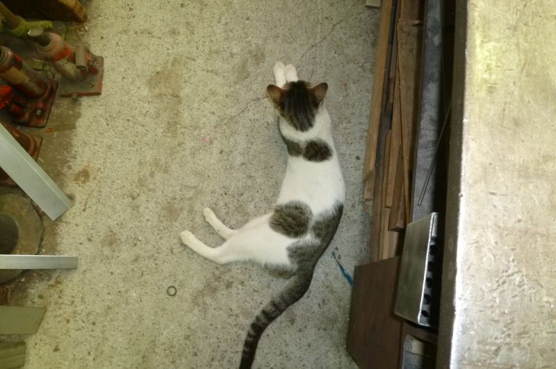 イメージ 7