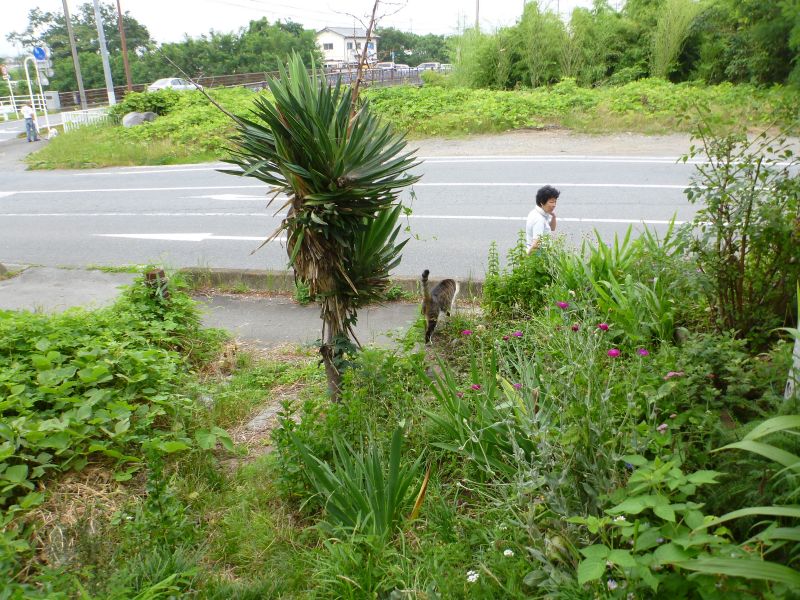イメージ 4